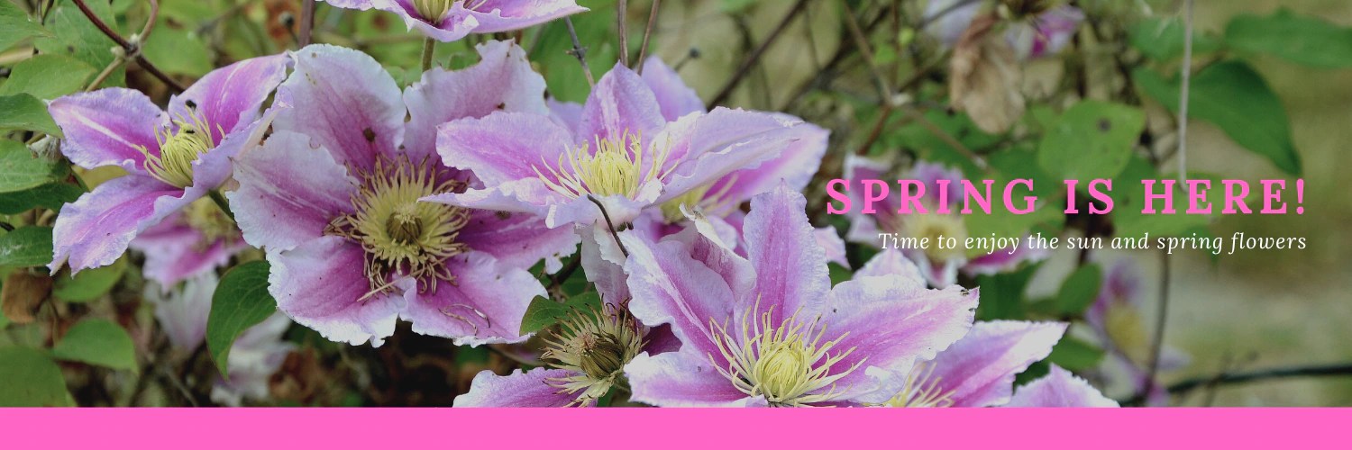 Flowers Deland Fl Best Flower Site